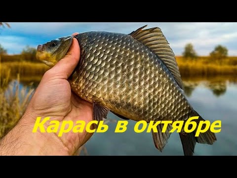 КАК ЛОВИТЬ КАРАСЯ в ОКТЯБРЕ? НАЖИВКИ и ПРИКОРМКА для РЫБАЛКИ. МЕСТА и ВРЕМЯ для ЛОВЛИ КАРАСЯ