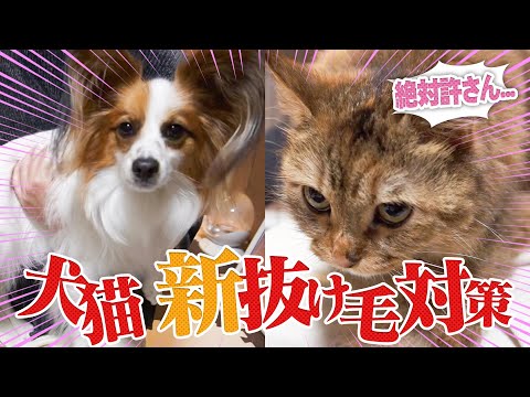 【新抜け毛対策】パピヨンとミヌエットの換毛期！新しくファーミネーター導入しました【子犬&子猫】