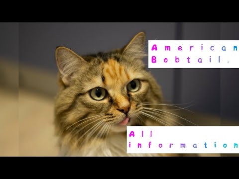 Video: American Bobtail Cat Breed Hypoallergenic, Health And Life Span