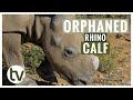 Orphaned rhino calf moves out of intensive care