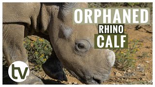 Orphaned Rhino Calf Moves Out of Intensive Care by Shamwari TV 533 views 1 year ago 5 minutes, 17 seconds