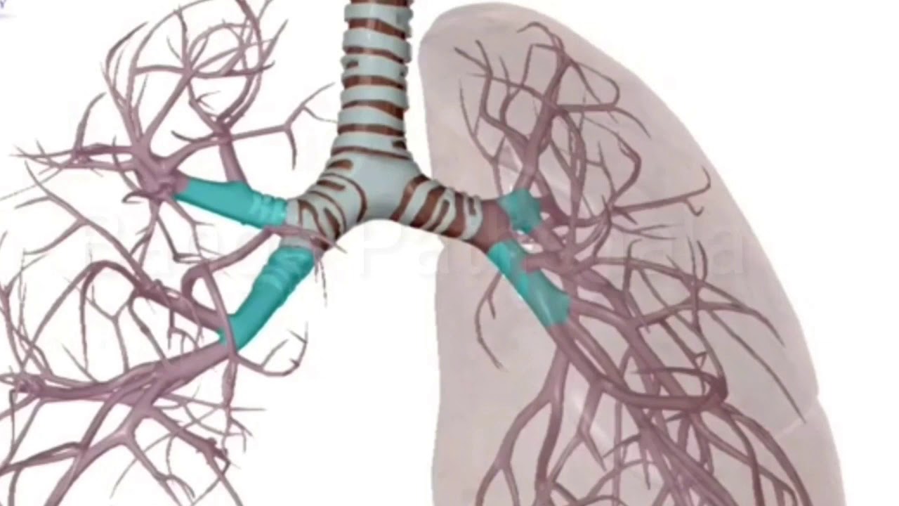 respiratory system in bengali, শ্বসন তন্ত্র, human respiratory system