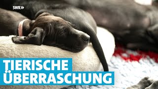 Schwanger vermittelt: Tierheim-Hündin beglückt Familie mit acht süßen Welpen