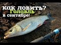 Как и на что ловить голавля в сентябре?