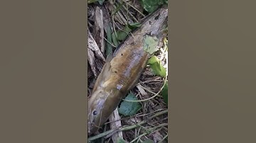 Câu Cá Rô Đồng.Dính Cá Trê Vàng Như Vậy Mới Đã. #fishing