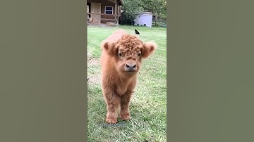 Anak Sapi Lucu II Suara Anak Sapi Sangat Lucu dan Menggemaskan #shorts #viral #sapilucu