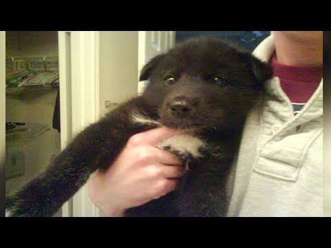 Video: How To Raise A Wolf