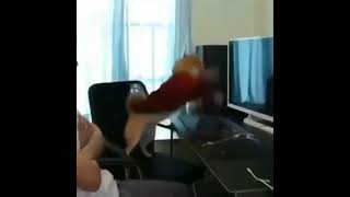 dog computer meme