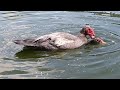 Reprodução dos patos no lago