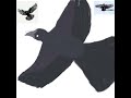 Crow