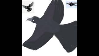 Crow