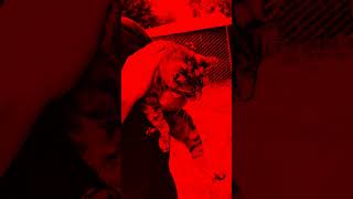 RED SKIES AT NIGHT BY THE FIX