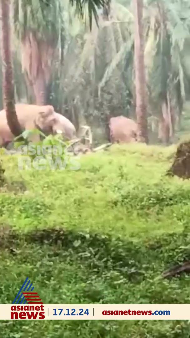 അതിരപ്പിള്ളിയില്‍ എണ്ണപ്പന തോട്ടത്തില്‍ ഇറങ്ങിയ കാട്ടാനക്കൂട്ടം