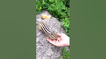 Бурундуки не едят арахис?!