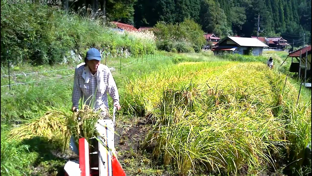 2024-09-14 東側の田んぼの稲刈り