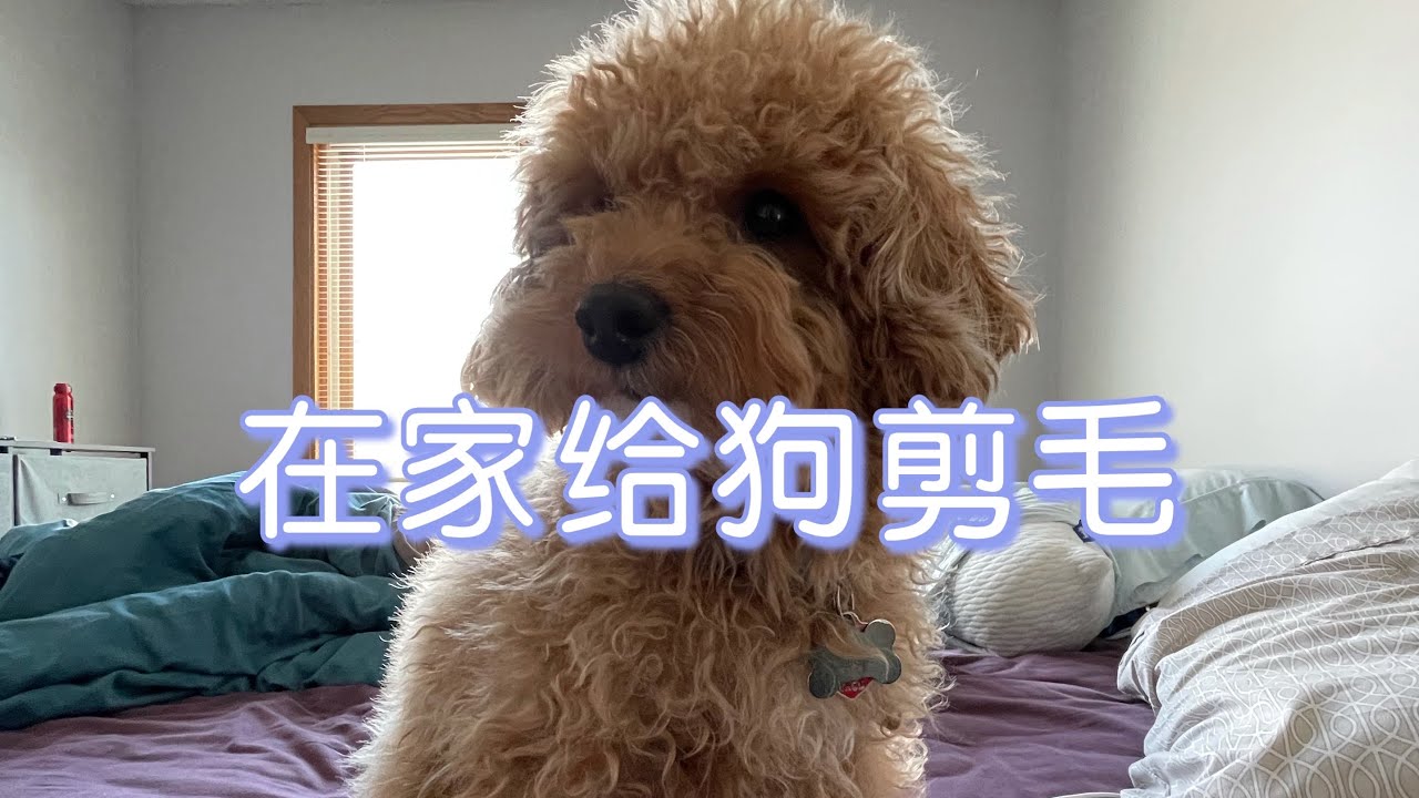 自己在家给狗剪毛发cut hair for Gogs
