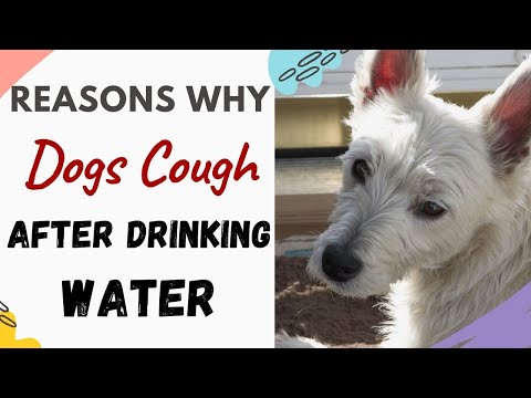 What Causes My Dog to Cough After Water Consumption? (4 most Common