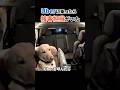 このUber毎回指名していいかなw #犬のいる生活 #賢い犬 #接客担当 #ラブラドールレトリバー #動物動画 #shorts