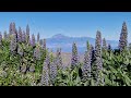 Tajinaste Azul de la Gomera. El jardín del Parque Nacional de Garajonay.