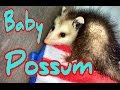 Baby possum found in closet
