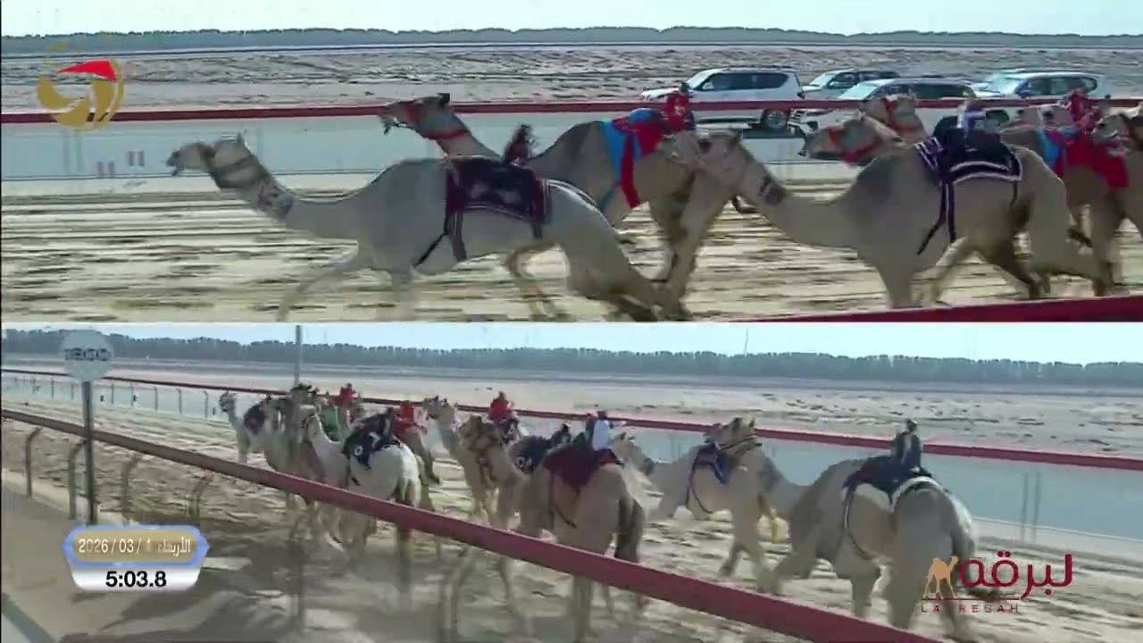 ش11 شواهين لـ هجن الرئاسة (عتيق محمد زيتون) تأهيل المرموم الحادي عشر 04-03-2027 لقايا بكار 7:37:3