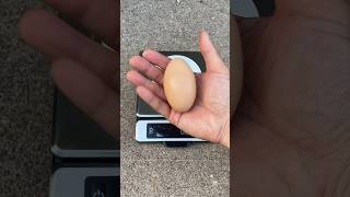 What's Inside This Monster Size Egg?