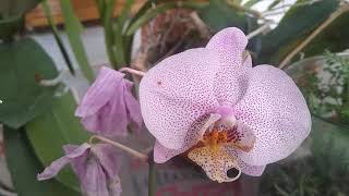 Reproducción de orquídeas fácil