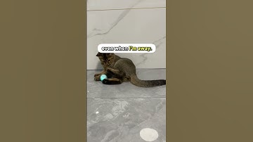 Get this ✨ Smart Cat Ball Toy ✨ to entertain your cats without moving a finger!