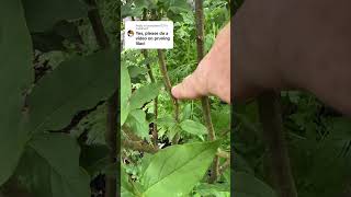How To Prune Lilac Flowers A Stepbystep Guide summertime lilac pruninglilac gardeningtips