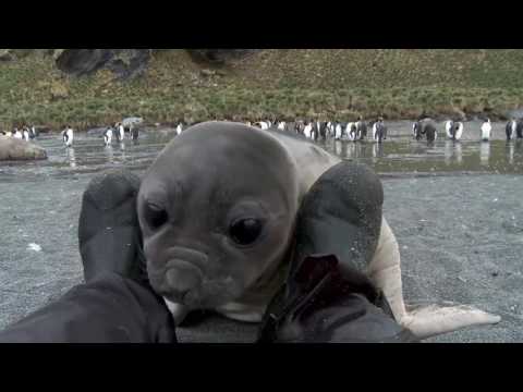 Video: Un animale fantastico: una foca grigia