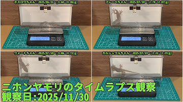 【Memorandum】 2025年11月30日 RPi-Cam-Web-Interfaceを用いたニホンヤモリのTimelapse観察