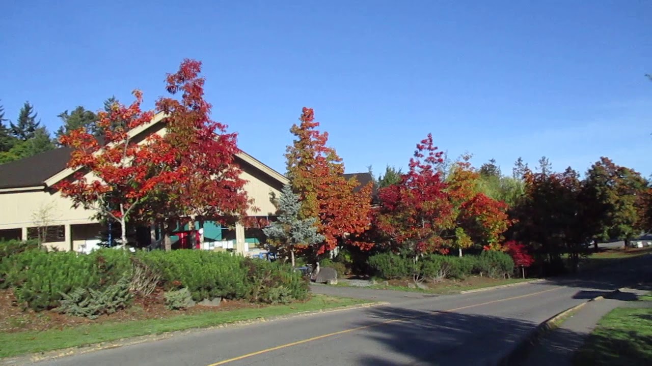 Beautiful Red Oak Trees With Autumn Colour You Beautiful Red Oak Trees With Autumn Colour