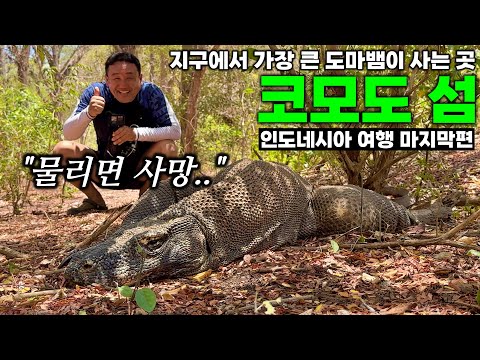 미지의 섬, 코모도 1일 투어 | 귀국기 - 라부안 바조 | 인도네시아 여행[9]