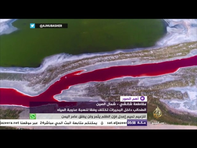 هل تصدق .. هذا الجمال طحالب!!
