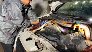 सावधान, कार से निकला कैसा सांप कार मालिक कार में जाने को तैयार नहीं, Snake Rescue in car, Amazing