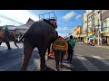 Kaewta Elephant In Surin Fastival Parade แก้วตามาเดินขบวณ