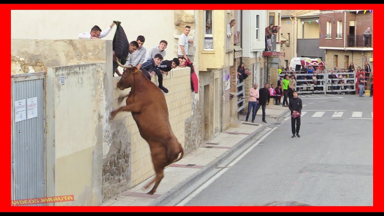 MURILLO EL FRUTO ( NAVARRA ) TARDE VACAS CALLE ( SÁBADO 21 OCTUBRE 2023 ) GANAD.ARRIAZU