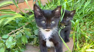 Kittens living in the park are playing very cute, funny kittens by Istanbul Cats 633 views 1 day ago 3 minutes, 37 seconds