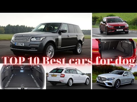 TOP 10 Best cars for dog owners to buy 2020 | Cars All New