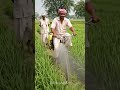 देसी जुगाड़ का कमाल! 😲 साइकिल से खेत में दवा छिड़काव 🚜🌾 #bidyadevibhandari #nadda