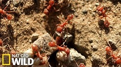 Les fourmis rousses des bois