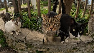 CAT ISLAND + A CAN OF CAT FOOD: INFINITE AMOUNT OF CATS by Stray Paws of Istanbul 1,297 views 1 month ago 3 minutes, 1 second