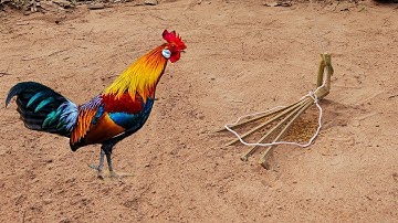 Primitive Technology: Amazing Quick Wild Chicken Trap Using Wood - Easy Wild Chicken Trap