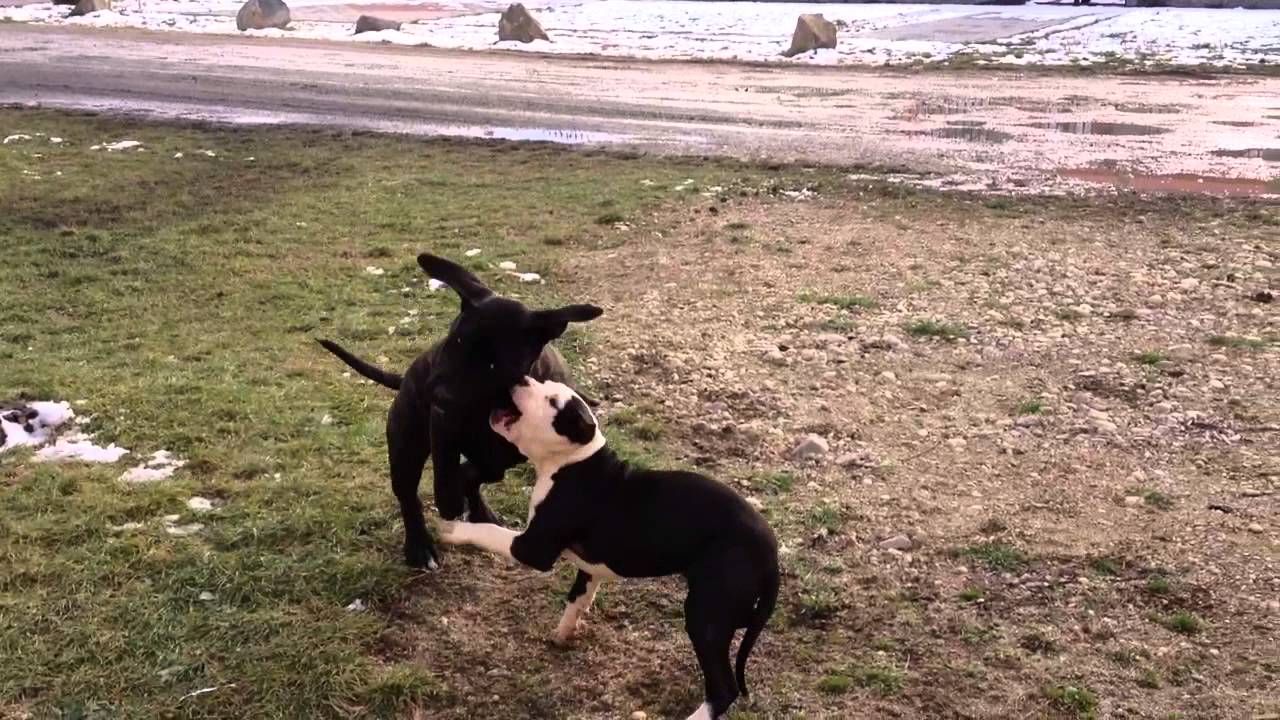 Amstaff vs cane corso YouTube