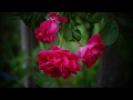 【何もないテーブルに】斉藤和義/唄/のてつ