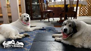 ベルのかじる鹿の角を上手に横取りするリリーです　Great Pyrenees　グレートピレニーズ