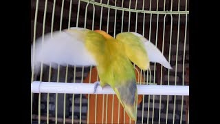 PANCINGAN LOVEBIRD NGEKEK TERBARU 2020 LANGSUNG NYAUT ,COBA !!!