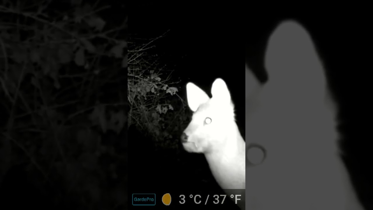 Chinese water deer close up