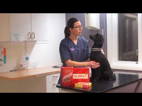 Video: Är Ditt Husdjurs Mat Säkert?