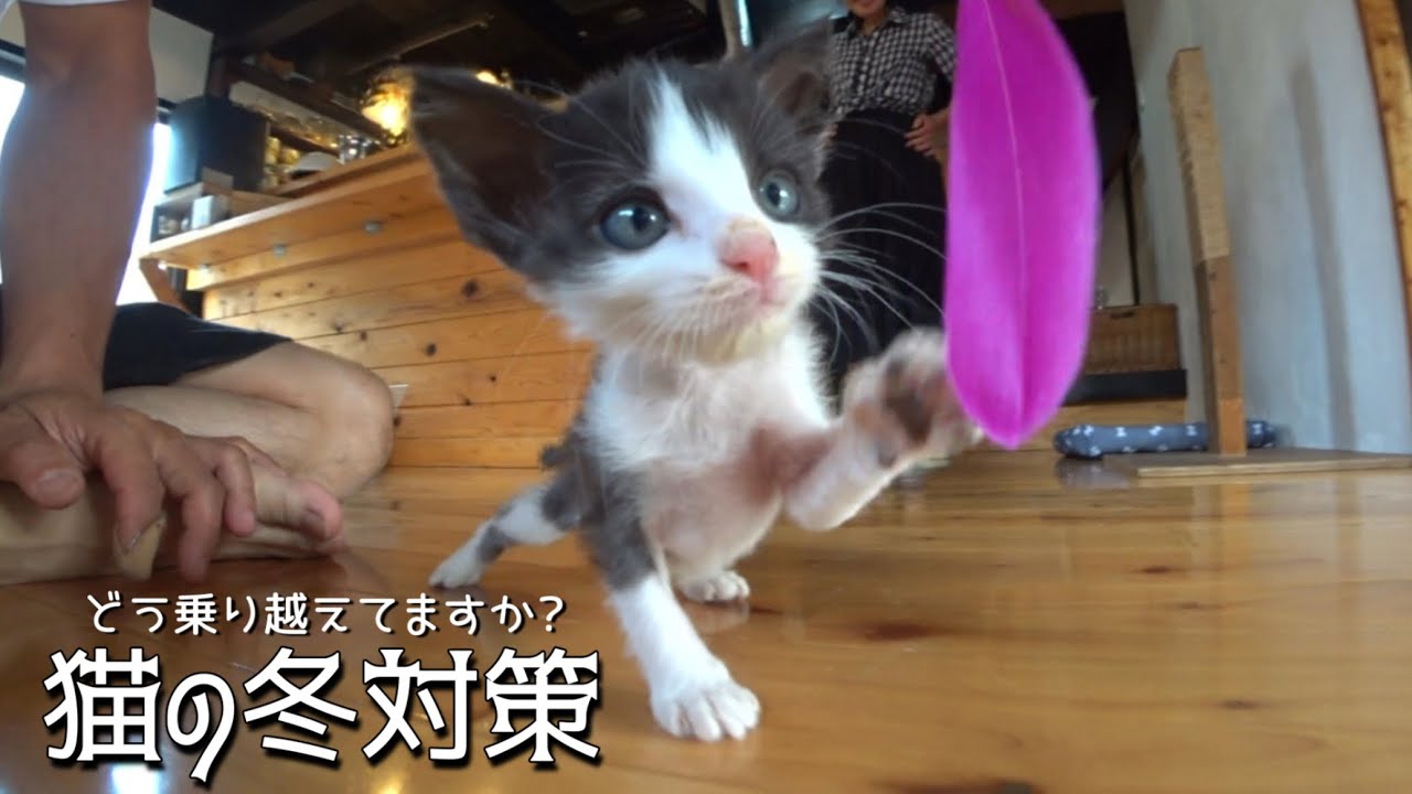 猫達が冬を耐える設備を作ってみました。